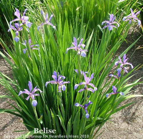 Belise