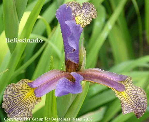 Belissinado