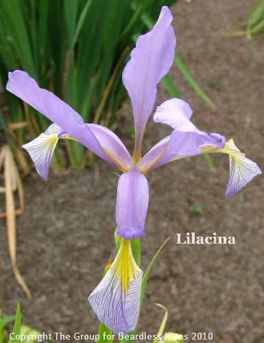 Lilacina