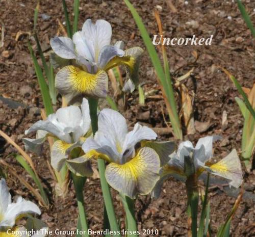 Uncorked