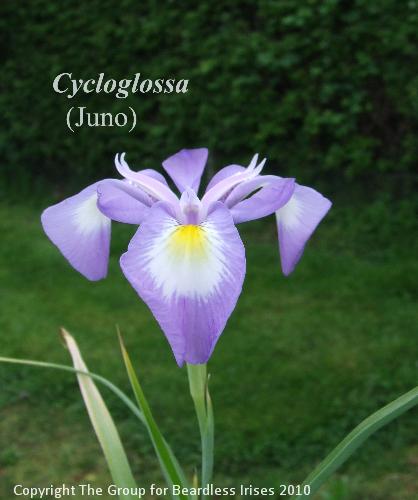 cycloglossa