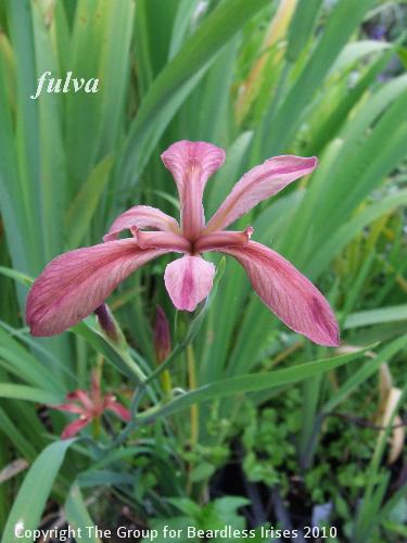 fulva
