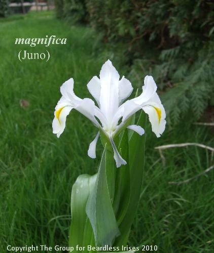 magnifica