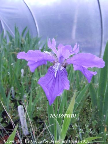 tectorum