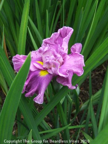 DSCF7441