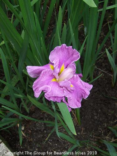 DSCF7442