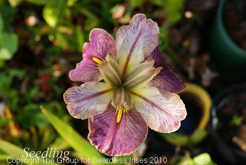 seedling