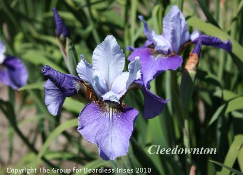 Cleedownton